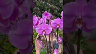 Pink orchid arrangement | Pink orchids | Viva Orchids