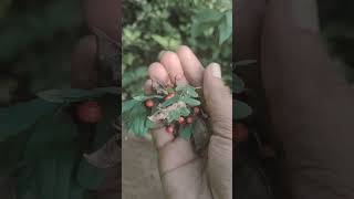 red rosary pea #shorts #farming