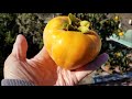 enjoy picking the fuyu giant japanese persimmons