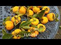 enjoy picking the fuyu giant japanese persimmons