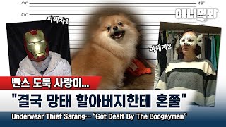 집구석 갱스터 사랑이가 망태 할아범에게 덜미 잡힌 사연ㅜㅜㅣHow Gangster Sarang Got Caught By Boogey Man