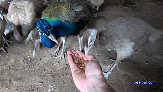 Peachicks and Peacock Treats, Peacock Minute, peafowl.com
