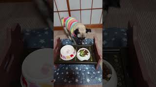 つまみ食いだけは誰にも負けません🐶　#pug #パグ　#可愛い犬 #つまみ食い　#shorts