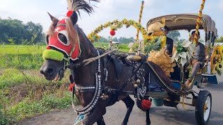 KUDA - KUDA DELMAN - NAIK  DELMAN ISTIMEWA - LAGU PELANGI-PELANGI - HORSE - DELMAN - KUDA TUNGGANG