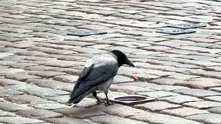 [Animals] A Hooded Crow Bird Searching For Food, Riga Latvia.