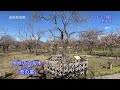 2024.02.07撮影 偕楽園の梅開花情報，てっけん梅，水戸の六名木