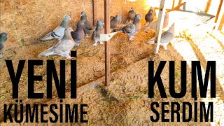 YENİ KÜMESİMİN ZEMİNE KUM SERDİM MÜKEMMEL OLDU TAVSİYE EDERİM.