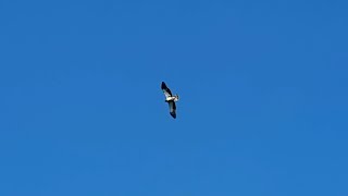 Booted Eagle (𝘏𝘪𝘦𝘳𝘢𝘢𝘦𝘵𝘶𝘴 𝘱𝘦𝘯𝘯𝘢𝘵𝘶𝘴) light morph soaring