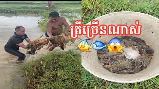 Fishing 😱🐟🐠/ ភ្លៀងធ្លាក់មួយមេ ត្រីឡើងពេញស្រែ🐠🐟🦀