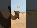 Majestic Camels in the Dubai Desert | Peaceful Journey Through the UAE Sands