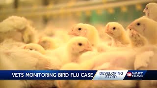 Vets monitoring bird flu