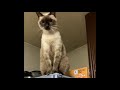 【猫動画】リアル招き猫【ねこ動画】 cute cat movie 〜beckoning cat〜