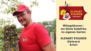 Mittagsblumen - ein Stück Südafrika im eigenen Garten