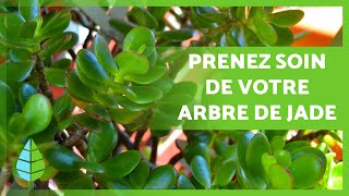 ENTRETIEN de L'ARBRE de JADE - Substrat, arrosage, taille, engrais, et plus !