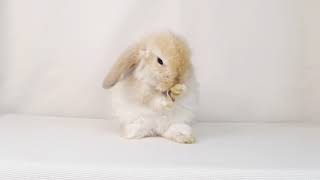 Holland Lop เพศเมีย สีส้ม