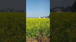 Mustard farm #farming  #mustered