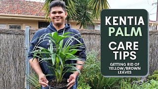 Kentia Palm Care Guide | How to avoid Yellow/Brown Leaves
