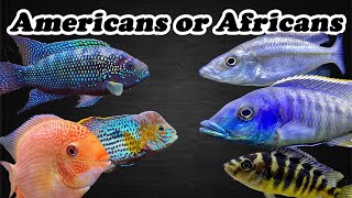 American or African Cichlids - Which is Best? | The Cichlid Bros Debate