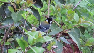 淀川の野鳥たち 2021年04月25日