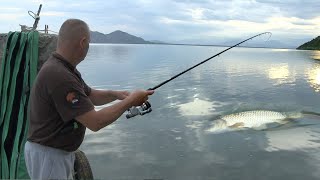 Pecanje na Skadarskom jezeru - Dubinsko pecanje šarana - krapa 2 | Fishing carp Skadar lake