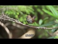 ［フォトムービー］奥庭の野鳥たち