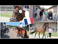 Kriss zijn eerste VET-CHECK & Trainen met Enzos 🌟  || CDI Deauville deel 2 🇫🇷 ||