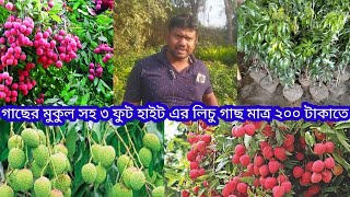 গাছের মুকুল সহ ৩ ফুট হাইট এর লিচু গাছ পাবেন মাত্র ২০০ টাকাতে গাছ বসালে ফল ছাদ বাগানে,Hassan nursery