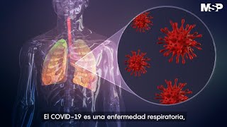 Así ataca el #coronavirus al cuerpo humano
