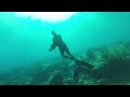 freediving and shark wrangling