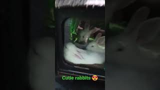 my cutie rabbits pets 😍🐇🐰🤓🥳