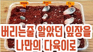 (ENG)다육이 다육식물 번식 잎꽂이 100% 성공법! Propagating Succulents From Leaves (多肉植物)(たにくしょくぶつ)