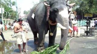 guruvayur elephant 1