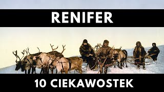 10 Ciekawostek o Reniferze