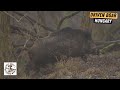 Epic Driven Boar Hunting in Hungary