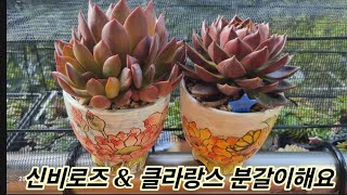 베란다에서 키울 다육이, 신비로즈 & 클라랑스 군생을  분갈이해요  ~  베란다에서 쓰기 좋은 사이즈 날개다육의 수제화분입니다~