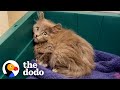 Woman Finds Tiny Kitten In Her Backyard | The Dodo