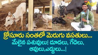 Best Cattle Breed in Krosuru Pasuvula Santha | మేలైన పశువులు.. దూడలు,గేదెలు,ఆవులు,ఎద్దులు Tone Agri