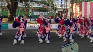 第63回高知よさこい祭り全国大会。追手筋南会場 「ほにや」