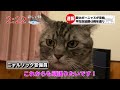 【猫ニュース】猫達に夏のボーニャスが支給されました【夏のボーナス】