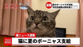 【猫ニュース】猫達に夏のボーニャスが支給されました【夏のボーナス】