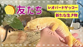 【レオパ】だてまきに新しい友だちができました【爬虫類飼育#32.5】