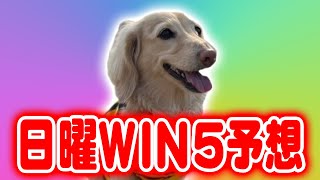 3月19日WIN5予想 #阪神大賞典 #スプリングS