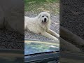 the beautiful great pyrenees breed shorts beautiful dog