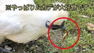 【閲覧注意】ムカデを突きながら食べてしまう烏骨鶏