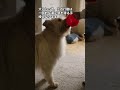 犬が孤独を感じたときにとる行動＃６ shorts dog