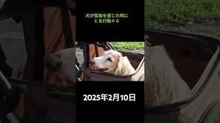 犬が孤独を感じたときにとる行動＃６ #shorts #dog