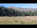 Verde verano en un día cálido de Julio 2024 en la Sierra Norte de Guadarrama, Madrid, España.