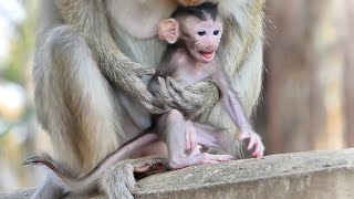 O.G.M!! The Mother Monkey TEVA Is Utmost Care About Her Tiny Baby Monkey When They Tried To Go Out.