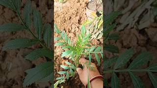 Marigold Plant Grow At Home| Garden  |marigold plants from seeds #short #yt#shorts#nature