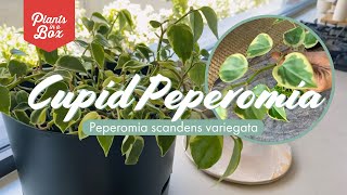 Best variegated houseplant! The Peperomia Scandens variegata